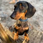 Simon Fitzgerald - @simonsausagedog - Instagram
