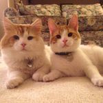 Simon_and_Forrest - @simon_and_forrest - Instagram