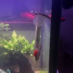 Simon Gallagher - @lazy_loaches - Instagram
