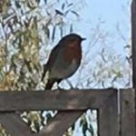 Simon Gammon - @streakyg67 - Instagram