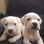 Simon Hallam - @harley_n_quinns_adventures - Instagram