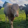 simonhealy241 - @simonhealy241 - TikTok