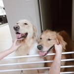 Simon Hwang - @sh_retriever - Instagram