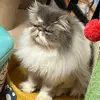 Simon Hwang - @simon.hwang2 - TikTok
