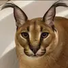 Simon Jaramillo - @simonjaramillo1 - TikTok
