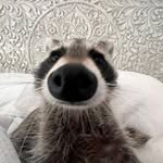 Simon Kregar Jr. - @simonkregar - Instagram