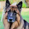 Simon Lang - @simon.lang1 - TikTok