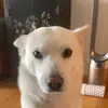 simonlee211 - @simonlee211 - TikTok