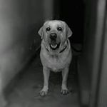 Simon Hanchinmani - @simonhanchinmani - Instagram