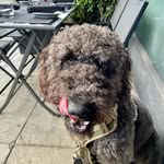 Simon - @simonmccluredood - Instagram