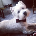 Simon Miles - @simon_miles_the_westie - Instagram
