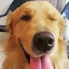Simón Golden - @simon_goldenretriever - TikTok