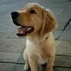 SimónGolden - @soysimon827 - TikTok