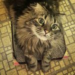 Simon Percival the Cat - @simonpercivalthecat - Instagram