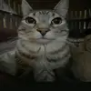 simonpercival29 - @simonpercival29 - TikTok