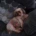 Simon Pickford - Facebook