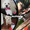 Max_princesa_simon_pipe❤️🐕🐩 - @mapisip - TikTok
