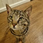 Simon Proctor - @simon_the_cat_2023 - Instagram