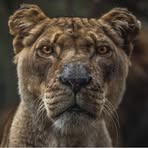 Simon Ramon - Facebook