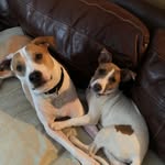 Simon & Reese - @houndratdogs - Instagram