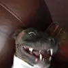 Simon Reeves - @simon.reeves2 - TikTok