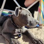 𝕊𝕀𝕄𝕆ℕ - @simon.rios_pitbull - Instagram