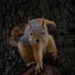 Simon Robertson - @simon.robertson.9212 - Instagram