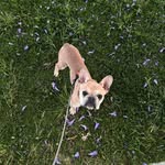 Simon the frenchie - @simon_said_woof - Instagram