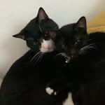Sampson and Simon - @sampson_and_simon - Instagram