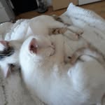 Simon Schick - @der_coole_boiiii_schiggi - Instagram