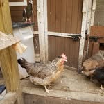 simonschickenfarm - @simonschickenfarm - Instagram