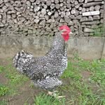 the chickenfamily - @simons_chickies - Instagram