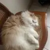 Simona - @simonesebag - TikTok