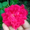 samiya - @md.simon.shakib - TikTok