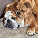 Simon Sharp - @sharp.simon - Instagram
