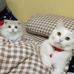 @simon_.snow - Instagram