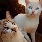 Simon & Snow .🐈🐾 - @simon__snow - Instagram