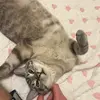simonthesnowtabby - @simonthesnowtabby - TikTok