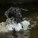 Simon Wootton - @edinburghpetphotography - Instagram