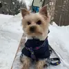 маленький йорк - @simon.york1 - TikTok