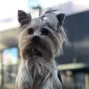 йорк саймон💓 - @york.simon - TikTok