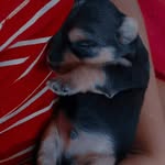 Au Au eu sou o Simon - @_simon_york - Instagram