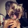 Débora Campos - @simon_york - TikTok
