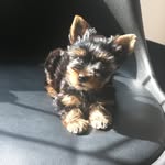 Simon  Niño T - @simon_yorkie25 - Instagram
