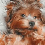 𝕊𝕚𝕞𝕠𝕟 🐾 - @simon.yorkie - Instagram