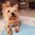 Simon 🐶🐾 - @simon.yorkshire - Instagram