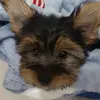 Simon 🐶🤍 - @york._simon - TikTok