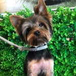 Simón Anacleto 🐶🇨🇱 - @simon_yorkshire.cl - Instagram