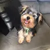Simon - @dog_simonyork - TikTok