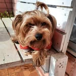Simón Lucas 🇨🇱 - @simon_yorki - Instagram